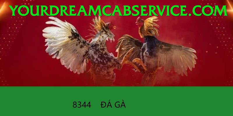 Đá Gà Trực Tiếp - sin88