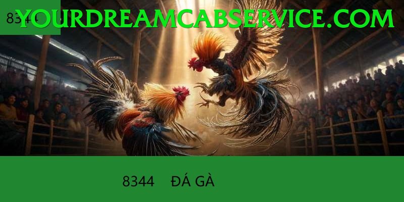 Đá Gà Trực Tiếp - Trải nghiệm tuyệt vời